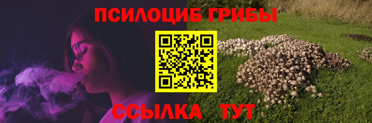 Галлюциногенные грибы Psilocybe  где купить наркоту  Ангарск 